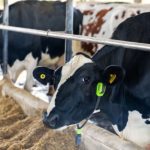 Vacas tokenizadas: como isso muda o crédito do produtor de leite 🥛 Com coleira inteligente e registro na B3, vacas tokenizadas prometem crédito mais justo para o produtor de leite.