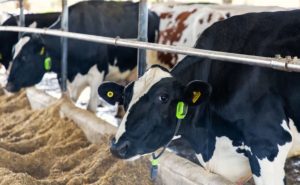 🥛 Com coleira inteligente e registro na B3, vacas tokenizadas prometem crédito mais justo para o produtor de leite.