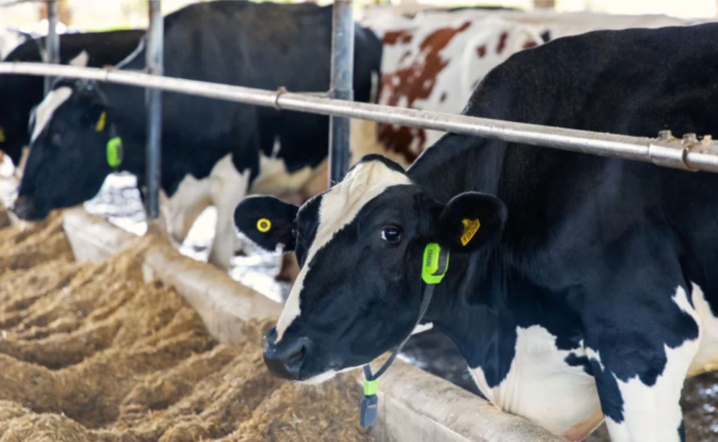 Vacas tokenizadas: como isso muda o crédito do produtor de leite