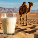 O leite de camela que já movimenta US$ 14,3 bilhões no mundo 🥛 Quênia, Somália e Paquistão lideram a produção de um leite que promete mais vitamina C que o de vaca.
