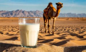 🥛 Quênia, Somália e Paquistão lideram a produção de um leite que promete mais vitamina C que o de vaca.