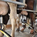 Crédito e assistência técnica pautam encontro do leite em MT 🐄 Um encontro em Juína reúne quem vive da produção de leite para discutir o que pode mudar a rotina nas propriedades