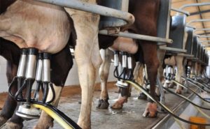 🐄 Um encontro em Juína reúne quem vive da produção de leite para discutir o que pode mudar a rotina nas propriedades
