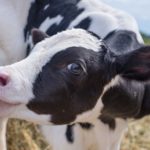 Cria de bezerras: pequenas decisões, grandes impactos na rentabilidade 📊 Criar bem as bezerras permite corrigir desvios a tempo e construir um rebanho mais eficiente e rentável.
