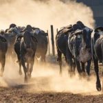 Brasil abre mercado africano com exportação de Girolando África