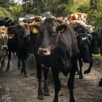 El Niño muda estratégia de alimentação dos rebanhos 🌦️ Com previsão de calor acima da média e chuvas irregulares, o El Niño exige planejamento antecipado nas propriedades rurais.