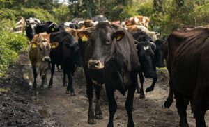 🌦️ Com previsão de calor acima da média e chuvas irregulares, o El Niño exige planejamento antecipado nas propriedades rurais.