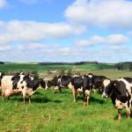 China e Oriente Médio aliviam custo de produção do leite gaúcho custo