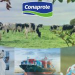 Conaprole enfrenta o paradoxo de produzir mais e vender menos 🥛 O maior volume de leite da história da Conaprole coincide com um cenário internacional menos favorável para leite em pó e queijos.