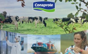 🥛 O maior volume de leite da história da Conaprole coincide com um cenário internacional menos favorável para leite em pó e queijos.