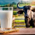 Nutrição de precisão eleva produção de leite de búfala em fazenda paulista búfala