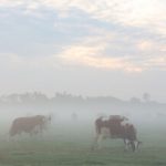 Frio muda o jogo dos alimentos e amplia a volatilidade no varejo Alimentos