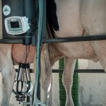 Produtores de leite no RS voltam a ter margem, mas querem mais equilíbrio 🐄 Custo de produção gira em torno de R$ 2,20 a R$ 2,30, e a margem ainda é considerada insuficiente para sustentar a atividade leiteira no RS.