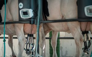 🐄 Custo de produção gira em torno de R$ 2,20 a R$ 2,30, e a margem ainda é considerada insuficiente para sustentar a atividade leiteira no RS.
