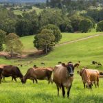 Após acordo com a Lactalis, Fonterra reorganiza sua cúpula 📊 A Fonterra define nova cúpula executiva após a venda de seu negócio de consumo, priorizando ingredientes, foodservice e crescimento global.