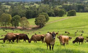 📊 A Fonterra define nova cúpula executiva após a venda de seu negócio de consumo, priorizando ingredientes, foodservice e crescimento global.