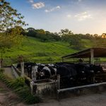Gestão antes de expansão: como produtores elevaram a produção de leite leite