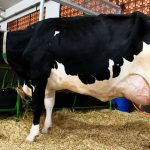 A vaca de 108,7 litros: genética, conforto e manejo por trás da marca histórica 🐄 O recorde de produção de leite na Expo Coprolanda foi resultado de anos de seleção genética, nutrição e cuidado diário com o animal.