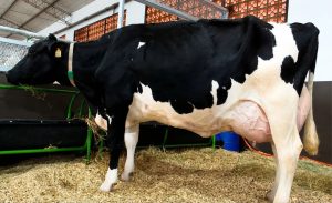 🐄 O recorde de produção de leite na Expo Coprolanda foi resultado de anos de seleção genética, nutrição e cuidado diário com o animal.