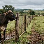 Coração acelerado: o que a ciência descobriu sobre amizade entre vacas Estudo da University of Northampton revela que o isolamento social eleva os batimentos cardíacos das vacas.