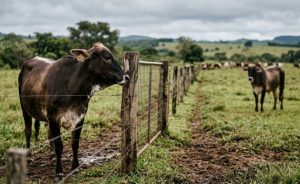 Estudo da University of Northampton revela que o isolamento social eleva os batimentos cardíacos das vacas.