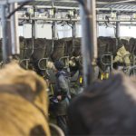 Coleta de sólidos do leite da Fonterra sobe ao maior nível em 10 anos 🥛 Produção da Fonterra chega ao terceiro maior volume já registrado e reforça sinais de expansão no setor leiteiro global.