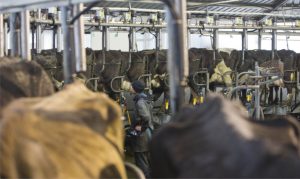 🥛 Produção da Fonterra chega ao terceiro maior volume já registrado e reforça sinais de expansão no setor leiteiro global.