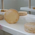 Uma queijaria, 200 produtores e uma nova estratégia para o leite mineiro A queijaria da EPAMIG em Leme do Prado une pesquisa, capacitação e produção de derivados para fortalecer o leite regional.
