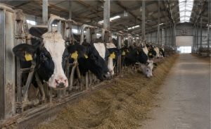📈 O custo que mais pesa no bolso de quem produz leite ganhou uma solução testada no campo. Saiba mais.