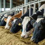 Projeto em Marmeleiro aposta na genética para elevar produção de leite marmeleiro