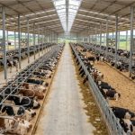 Produção de leite em Castro salta de 6 vacas para 64 mil litros leite