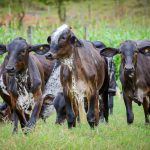 Matrizes do Amanhã: mil bezerras Girolando prontas no Ceará 🐄Girolando