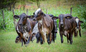 🐄Girolando