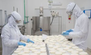 queijo alimento