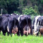 Como o Brasil produz mais leite com 35% menos vacas vaca