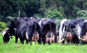 vaca