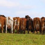Vaca de dupla aptidão atrai R$ 5,5 milhões em MG vaca raca