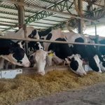 CCGL eleva sólidos para 40% do valor pago pelo leite CCGL