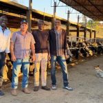 Fazenda paulista negocia nova exportação de novilhas ao Senegal O que levou representantes senegaleses a retornar pela segunda vez a uma mesma fazenda paulista? 🌍