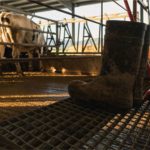 Produção de leite cai em Rondônia, e setor cobra revisão do ICMS 🧭 Uma mudança na dinâmica do leite em Rondônia colocou indústria, produtores e governo diante de uma mesma questão.