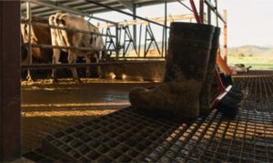 🧭 Uma mudança na dinâmica do leite em Rondônia colocou indústria, produtores e governo diante de uma mesma questão.