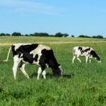 Argentina abre Indonésia para lácteos: impacto no Brasil o país asiático se consolidou como um dos maiores importadores de proteína animal e derivados lácteos.
