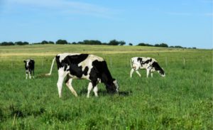 o país asiático se consolidou como um dos maiores importadores de proteína animal e derivados lácteos.