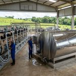 Como uma família multiplicou por dez a produção de leite 🐄 O que fez uma pequena produção de leite multiplicar o volume em poucos anos? A resposta está no manejo.