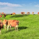 Uruguai produz mais leite com menos produtores; Brasil é destino-chave 🥛 Um vizinho reduziu tambos, terra e vacas, mas colocou mais leite no mercado — e boa parte dele tem destino conhecido.