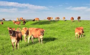 🥛 Um vizinho reduziu tambos, terra e vacas, mas colocou mais leite no mercado — e boa parte dele tem destino conhecido.