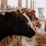 Mercado de leite: três fatores podem pressionar o produtor nos próximos meses ⚠️ O mercado ainda mostra sinais de resistência, mas uma combinação de fatores pode alterar o equilíbrio nos próximos meses.