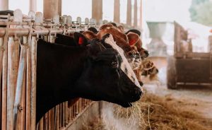 ⚠️ O mercado ainda mostra sinais de resistência, mas uma combinação de fatores pode alterar o equilíbrio nos próximos meses.