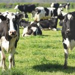 Chuvas do El Niño colocam em risco a safra láctea sul-americana América