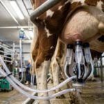 Com metade dos produtores, cidade do RS bate recorde de leite leite